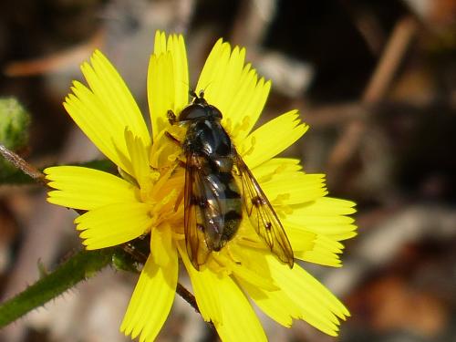 Ferdinandea fumipennis